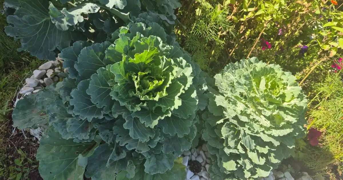 «Таза Қазақстан»: елорда балабақшасында бүлдіршіндер мен тәрбиешілер ерекше қырыққабат өсірді