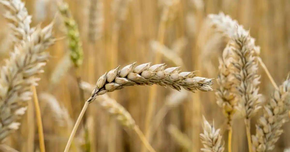 Қазақстан бидайы Вьетнамға экспортталды