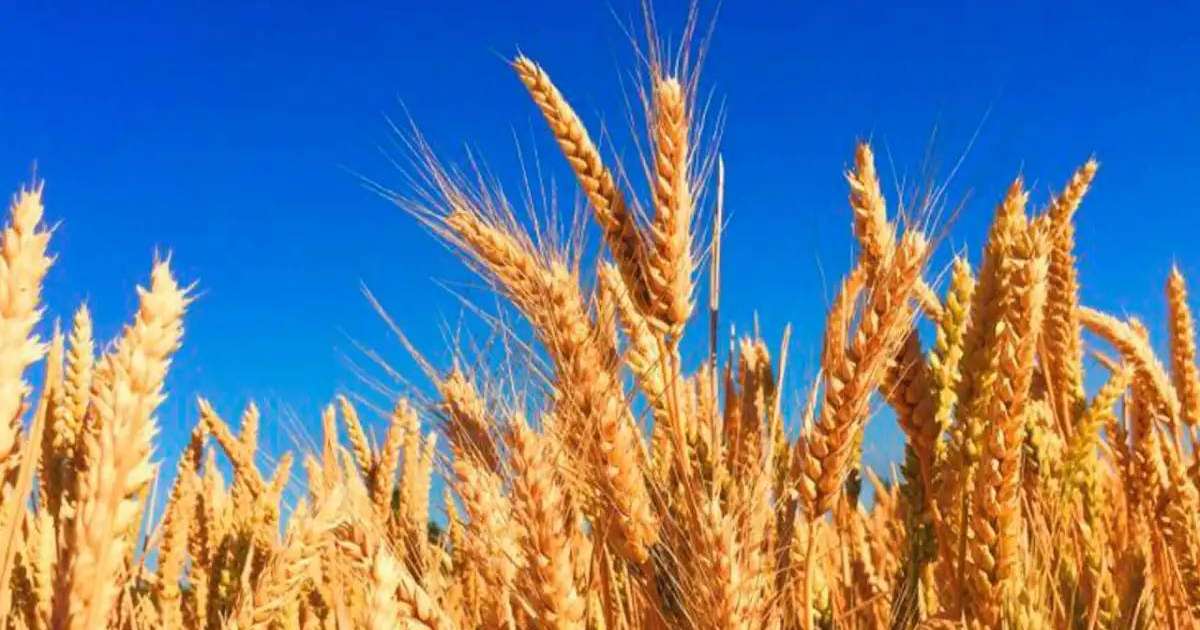 Қазақстанда бидайды токенизациялау бойынша пилоттық жоба іске қосылмақ