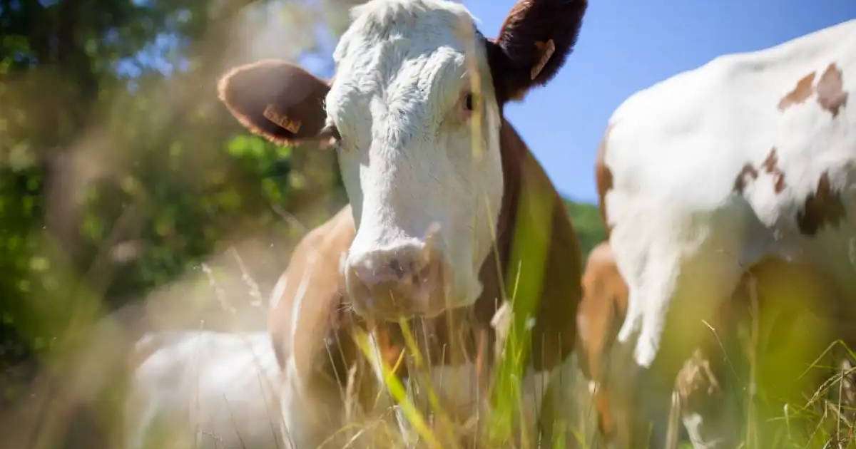 Елімізге Беларусьтен импортталатын азық-түлік ішінде еттің үлесі мол болды