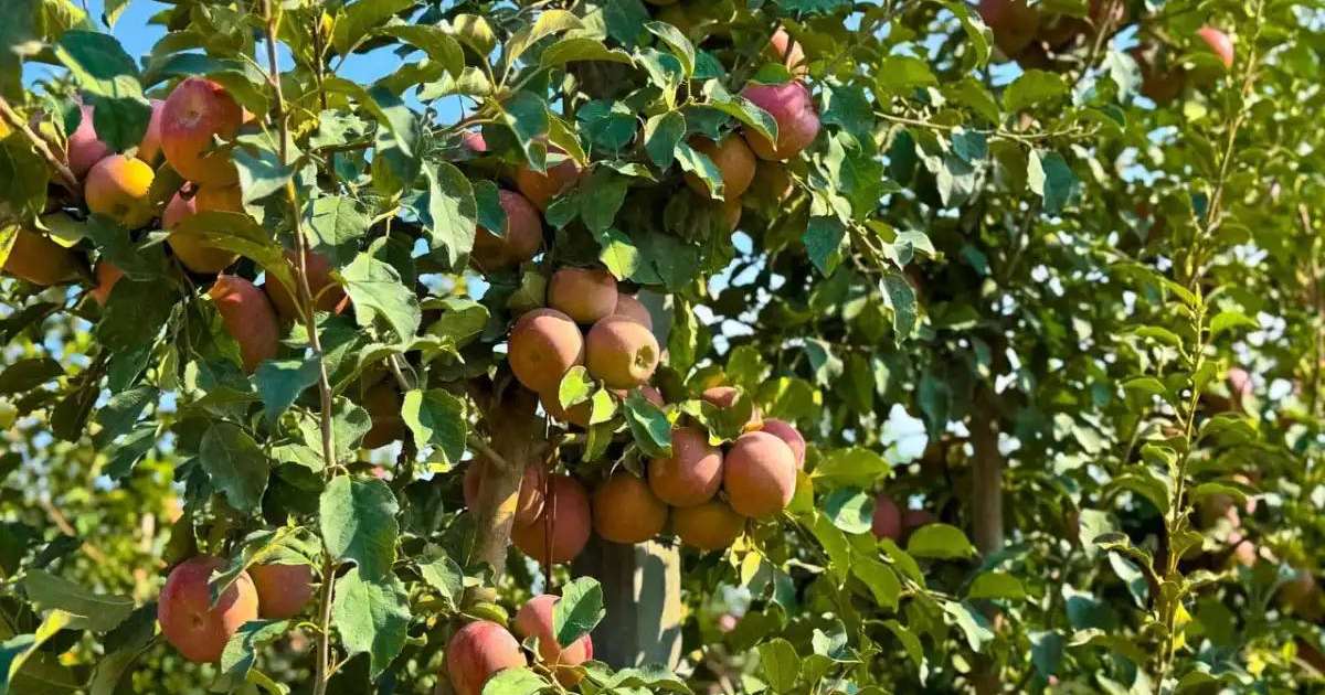 Ауыл шаруашылығы министрлігі Алматыдағы 120 гектарлық инновациялық бақтың жұмысымен таныстырды