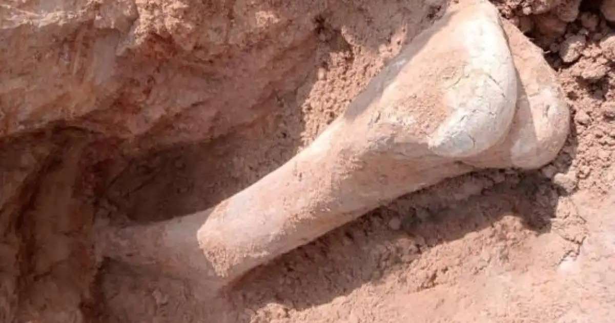 Солтүстік Қазақстан облысында мамонт сүйегі табылды