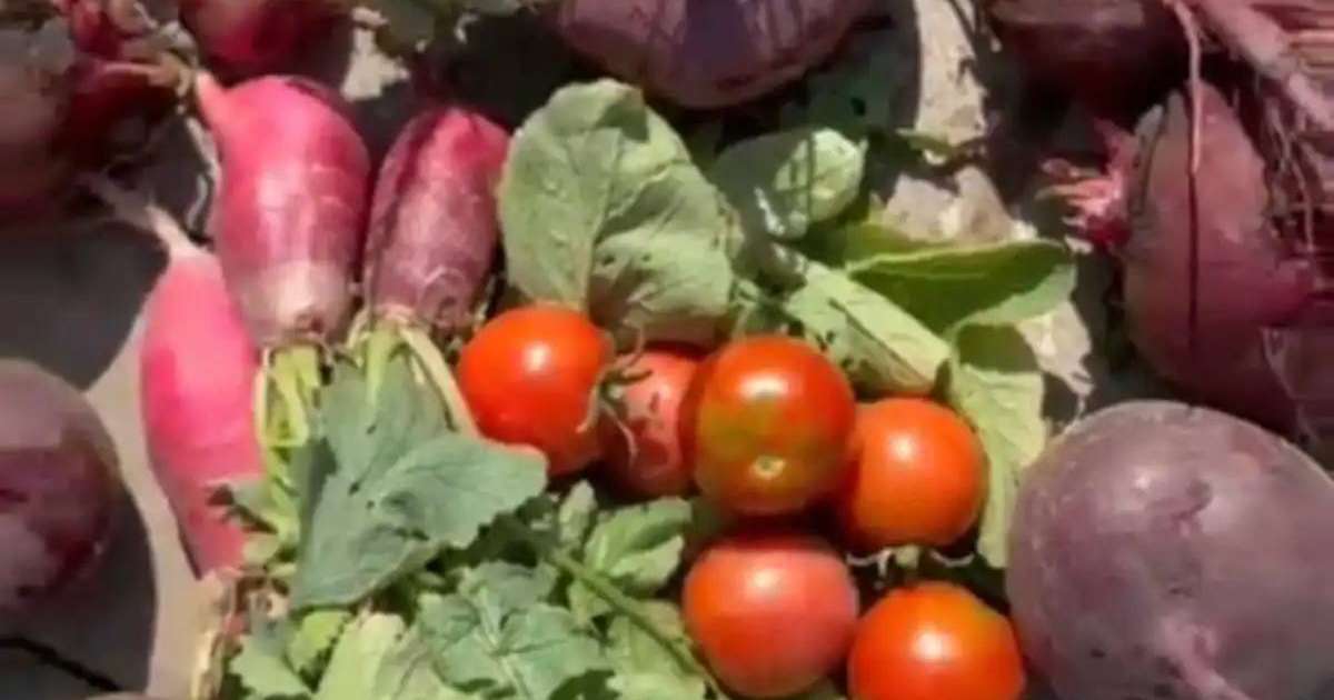 «Таза Қазақстан»: елордада мектеп жанынан экологиялық бақ ашылды