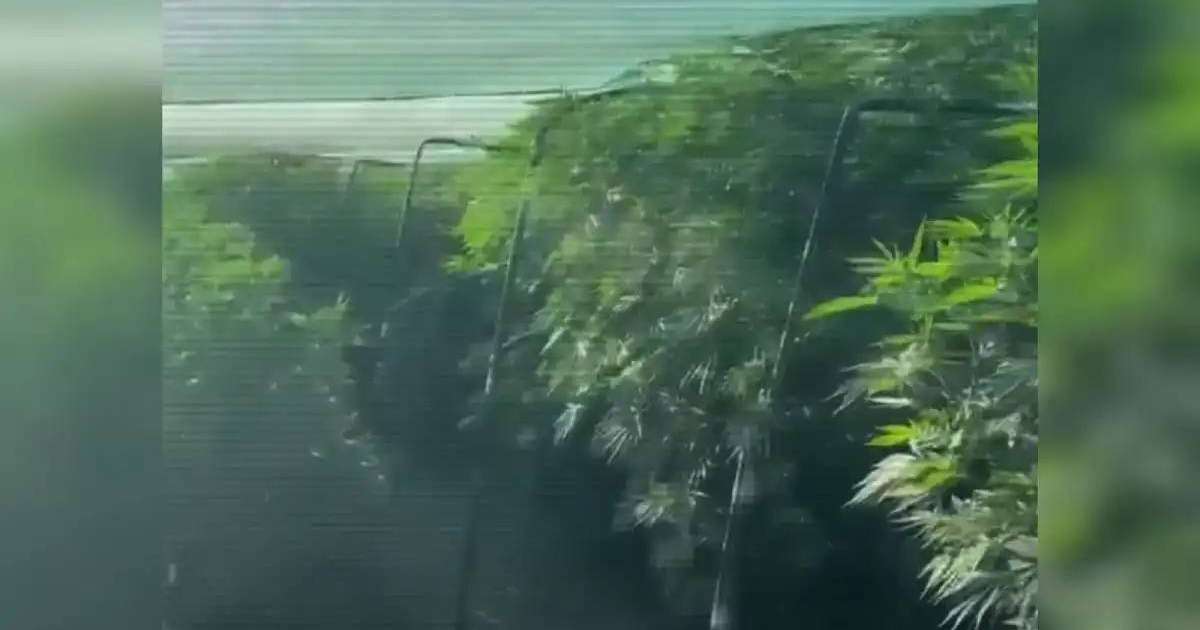 Елімізде үш ай ішінде 9 есірткі зертханасы жойылды