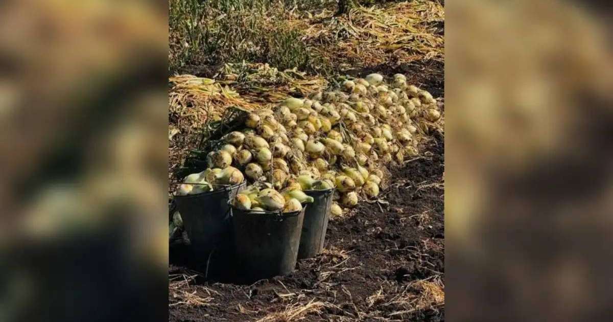 Елімізде 3,1 млн тонна астық бастырылды