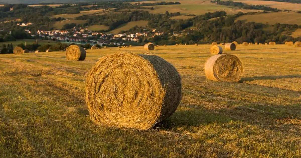 Елімізде 24,4 млн тонна мал азығы дайындалды