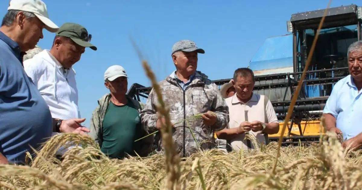 Елімізде суды аз қажет ететін жаңа күріш сорты шығарылды