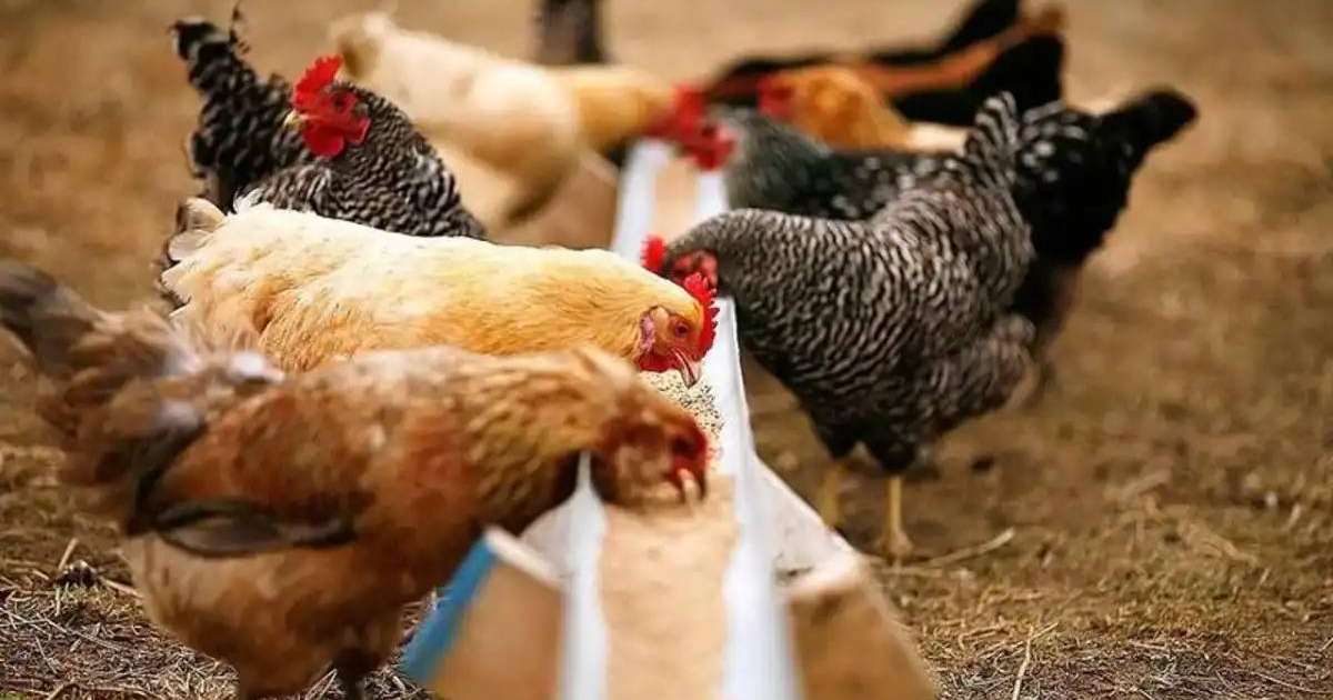 Қазақстан аса қауіпті құс тұмауынан таза ел мәртебесін иеленді