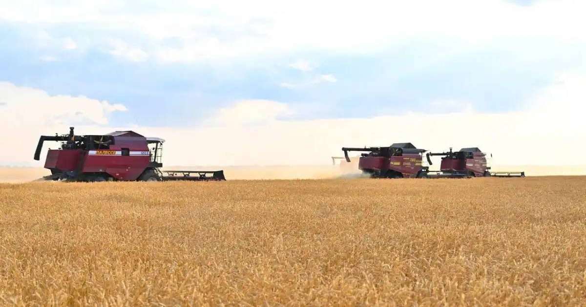 Елімізде 1,2 млн тонна астық бастырылды – АШМ