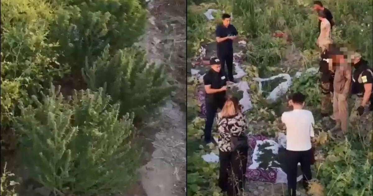 Шымкентте есірткі плантациясы жойылды