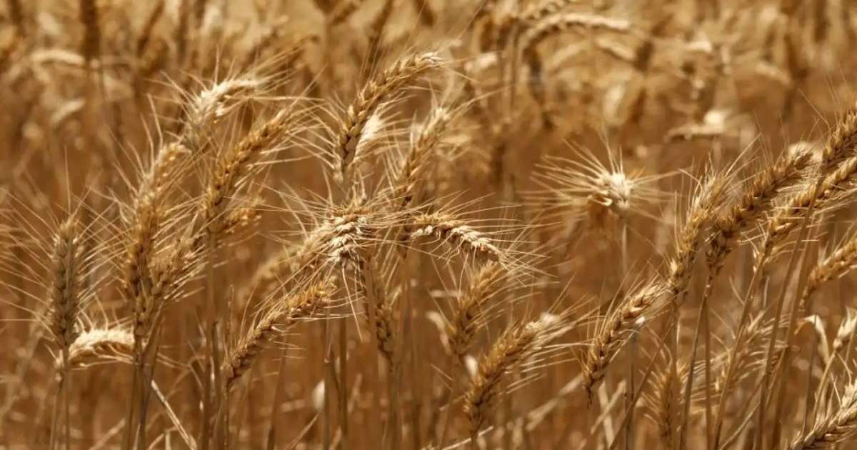 Әлемдік нарықта бидай мен арпаның бағасы күн сайын өсіп келеді