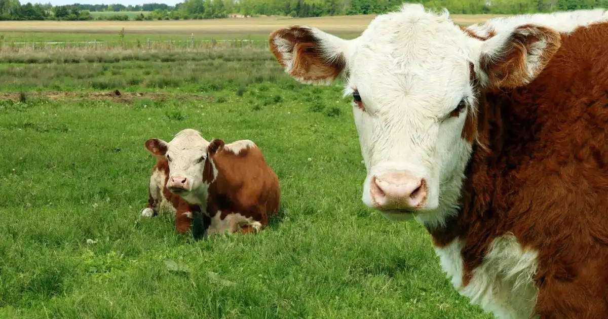Қырғызстанда қайтыс болған адамның жетісін, қырқын, жылын өткізуге шектеу енгізілді