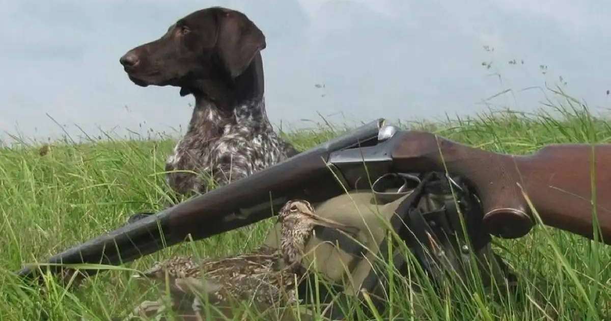 Күзгі-қысқы аңшылық маусымы басталады: нені есте ұстау қажет