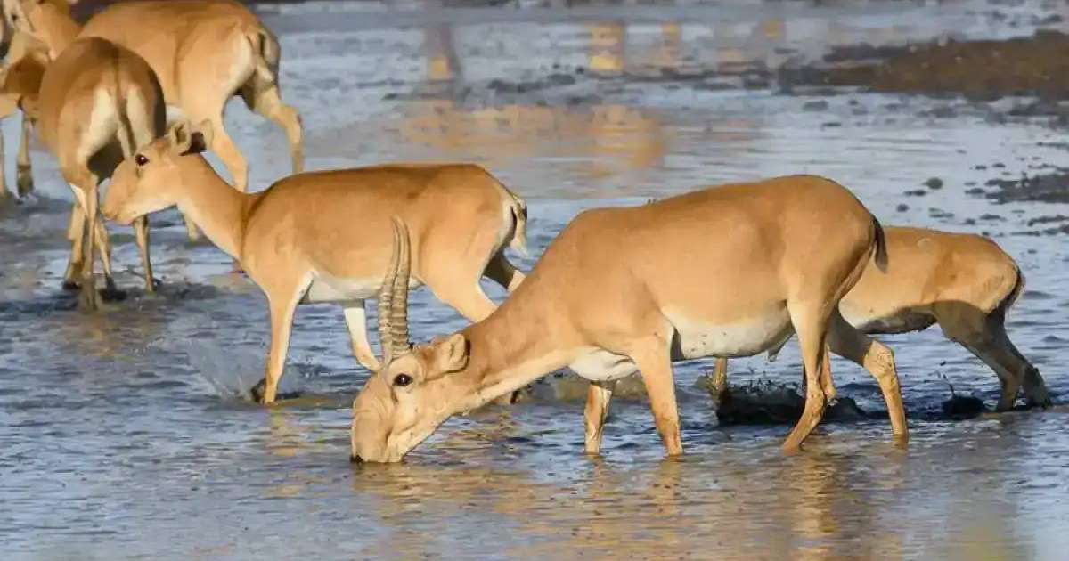Colman Domingo and Jude Law at amfAR’s Venice Gala