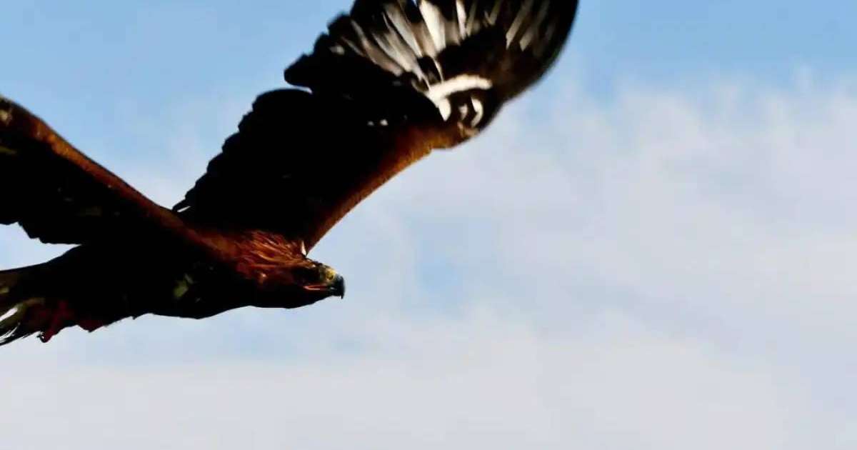 Жетісу өңірінде табиғатқа 4 бүркіт жіберілді