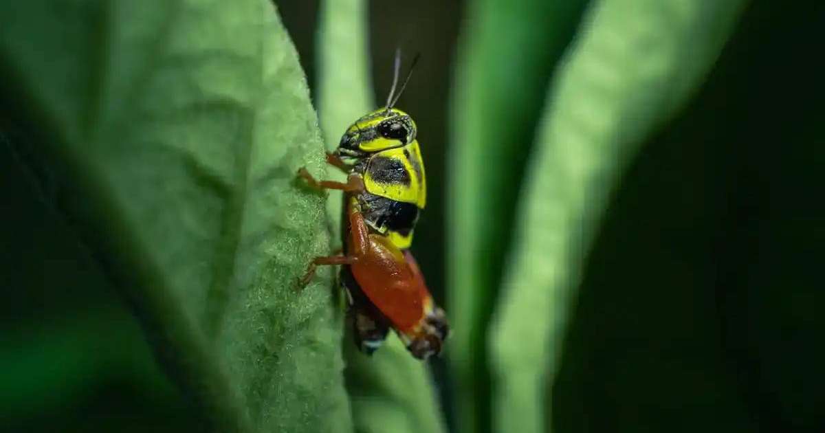 Биыл елімізде 2,7 млн га алаңда шегірткеге қарсы күрес жүргізілді