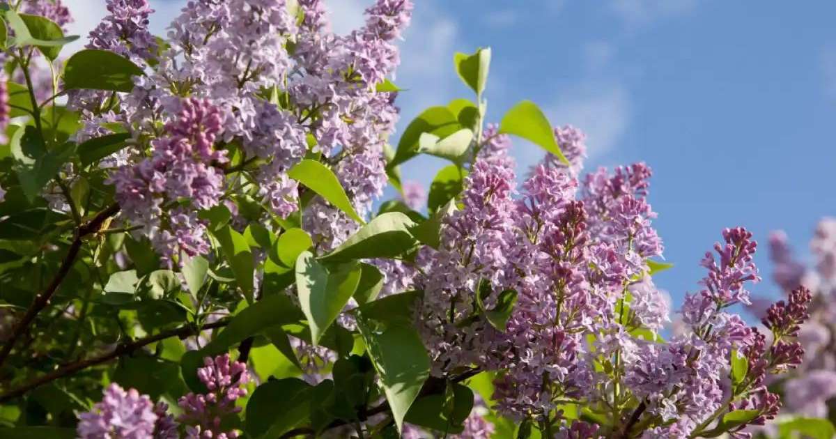 Елімізде сирень бұтақтарын рұқсатсыз жұлған адамға айыппұл салынады