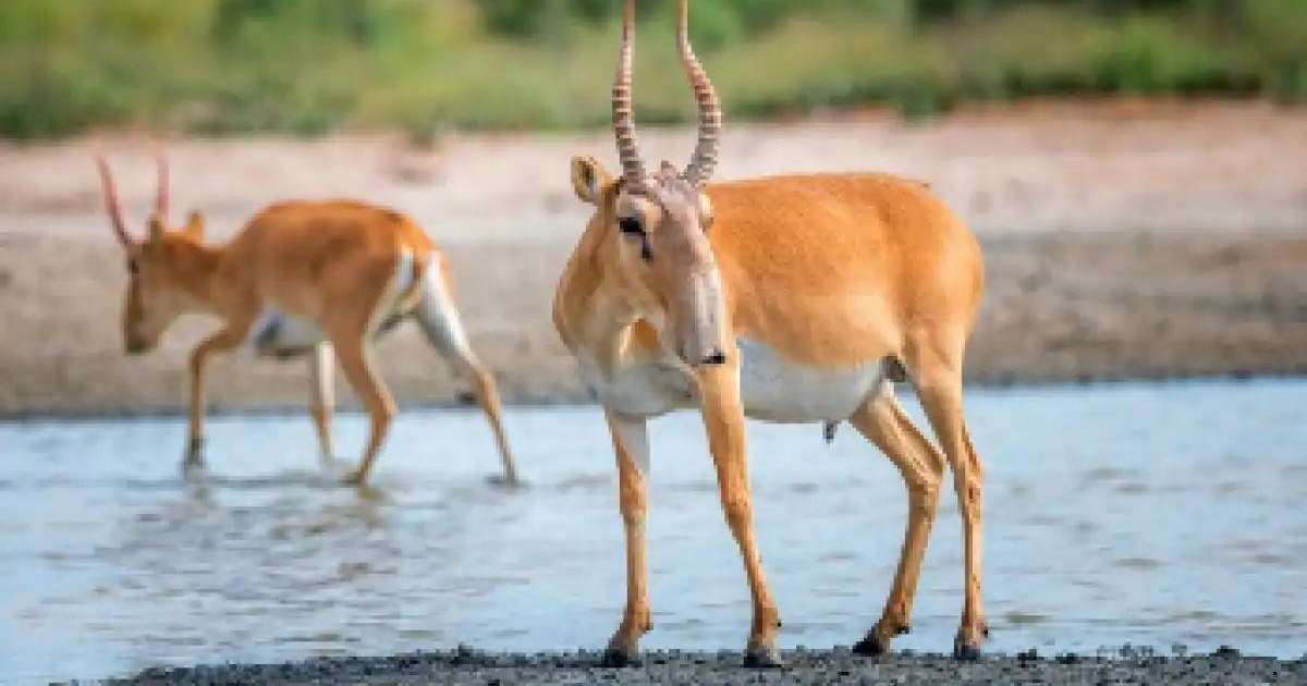 «Құралайдың салқыны» қашан: елімізде киіктер төлдей бастады