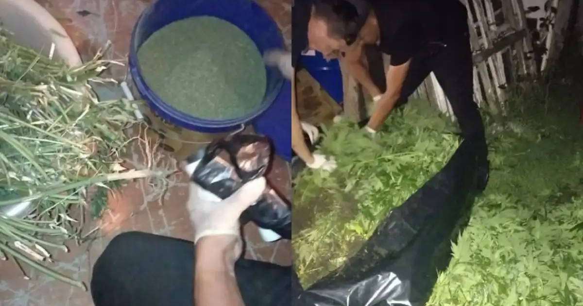 Ақтөбеде ауыл тұрғынынан 56 келі марихуана тәркіленді