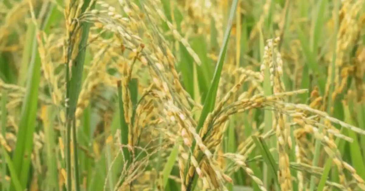 Түркістанда су жеткізушінің келісімінсіз дақылдарды егудің 203 дерегі анықталды