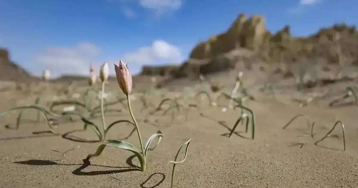 Маңғыстауда сирек кездесетін соғды қызғалдағы гүлдеді