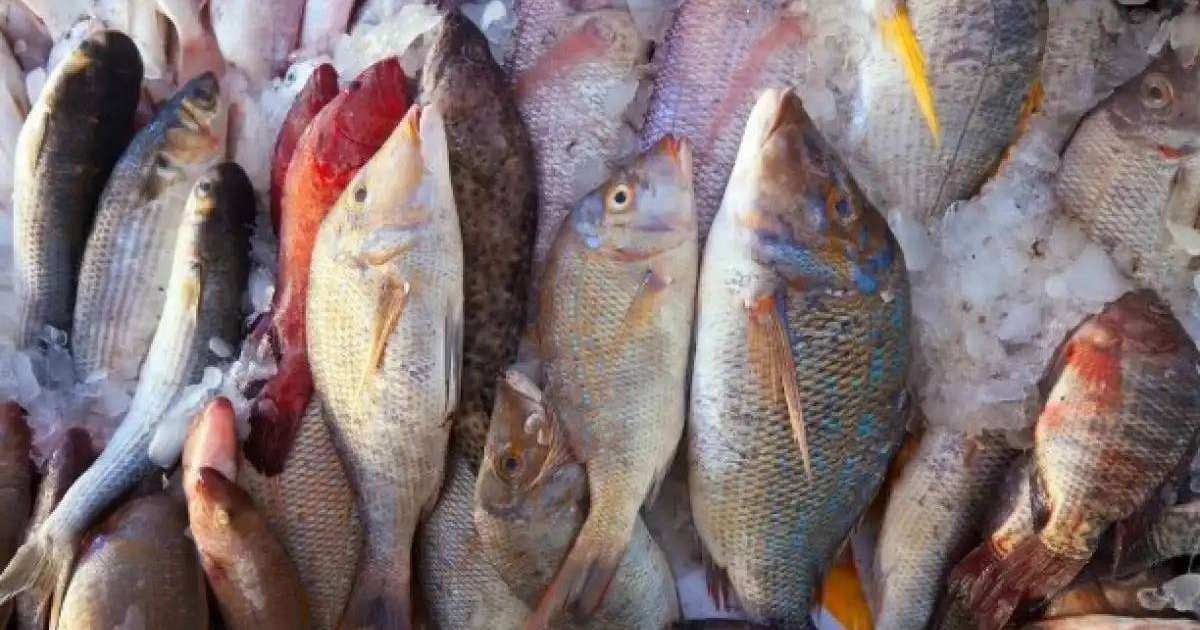 Қазақстаннан Еуропа елдеріне 5 мыңға жуық тонна балық заңсыз экспортталған