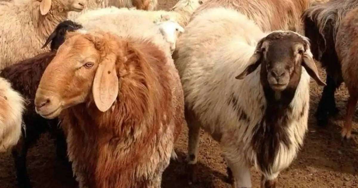 Қостанай облысында 12 мың бас ұсақ малға арналған бордақылау алаңы салынады