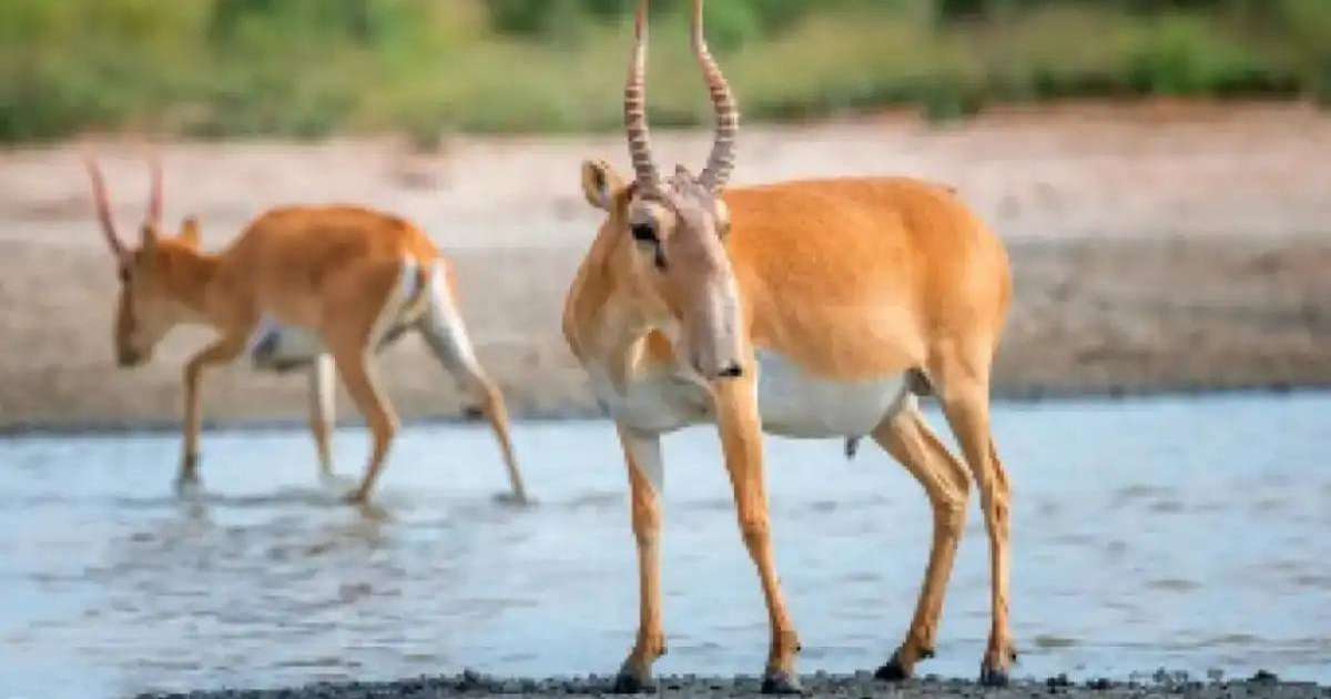 Colman Domingo and Jude Law at amfAR’s Venice Gala