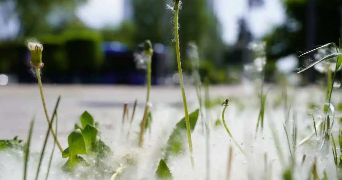 Қазақстанның бірқатар қаласында 44 градус ыстық болады