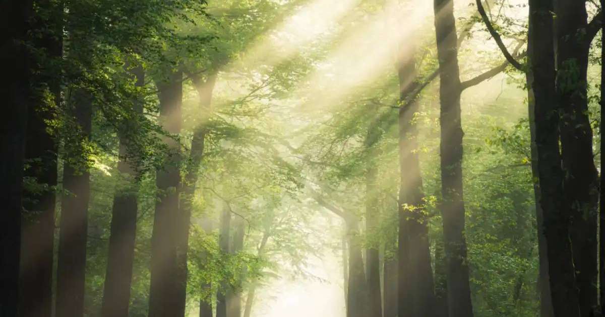 Прокуратура орман қорының 100 гектардан астам жерін мемлекетке қайтарды