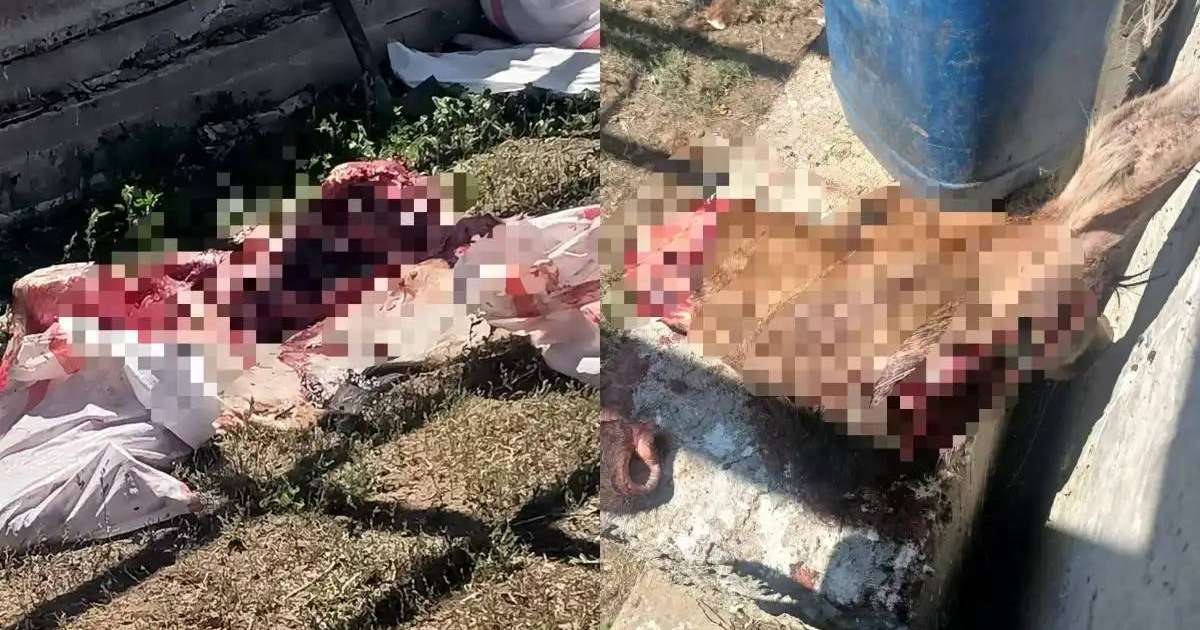 Ақтөбе облысында бұланды заңсыз атқан тұрғын анықталды