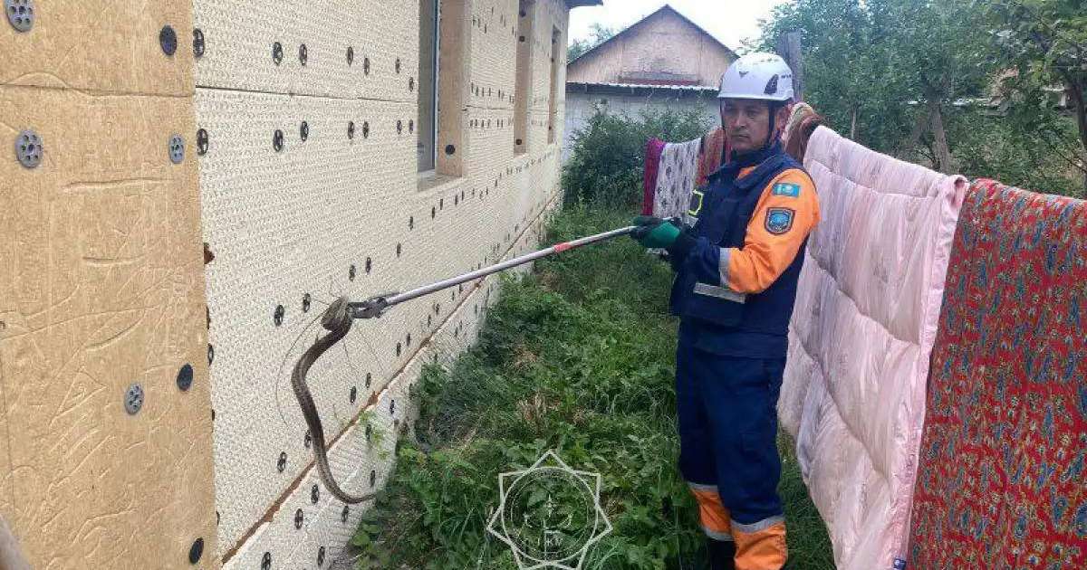 ТЖМ құтқарушылары жеке үйдің ауласынан жылан ұстап алды