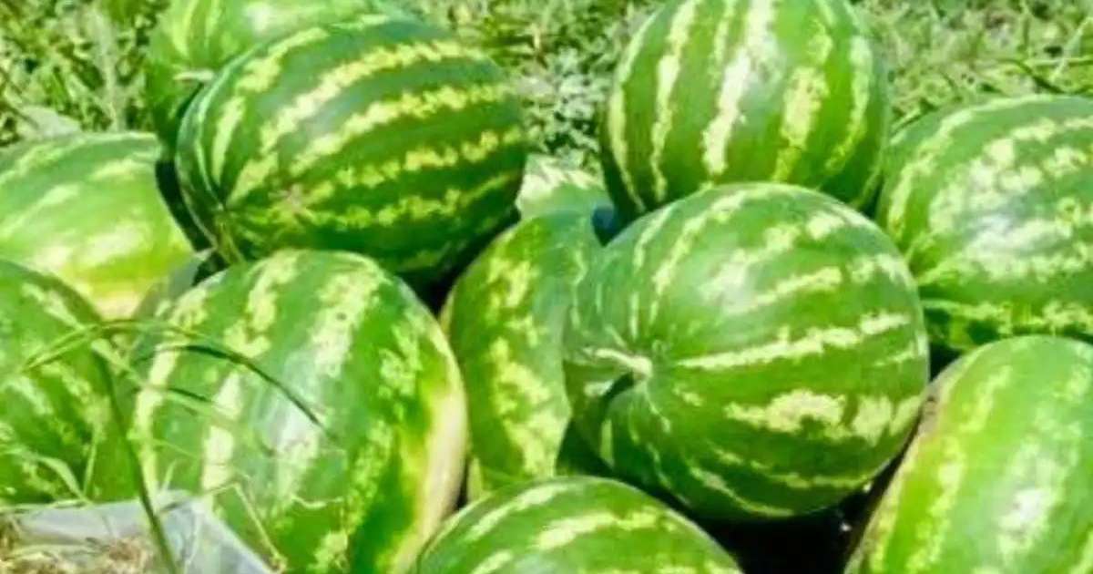 Түркістан облысының диқандары қарбыздың алғашқы өнімін жинады