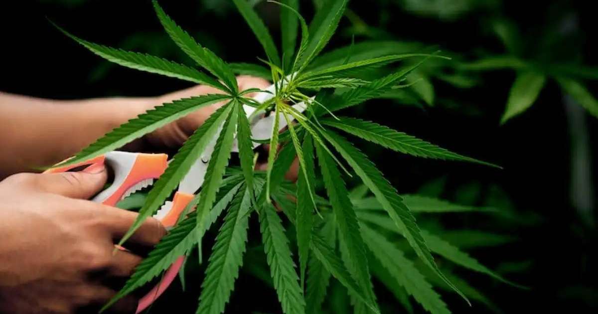 Есірткі заттарының заңсыз айналымына қарсы күрес кешенді тәсілді қажет етеді - бас сарапшы