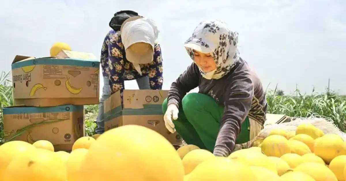 Түркістан облысының диқандары қауынның алғашқы өнімін жинады