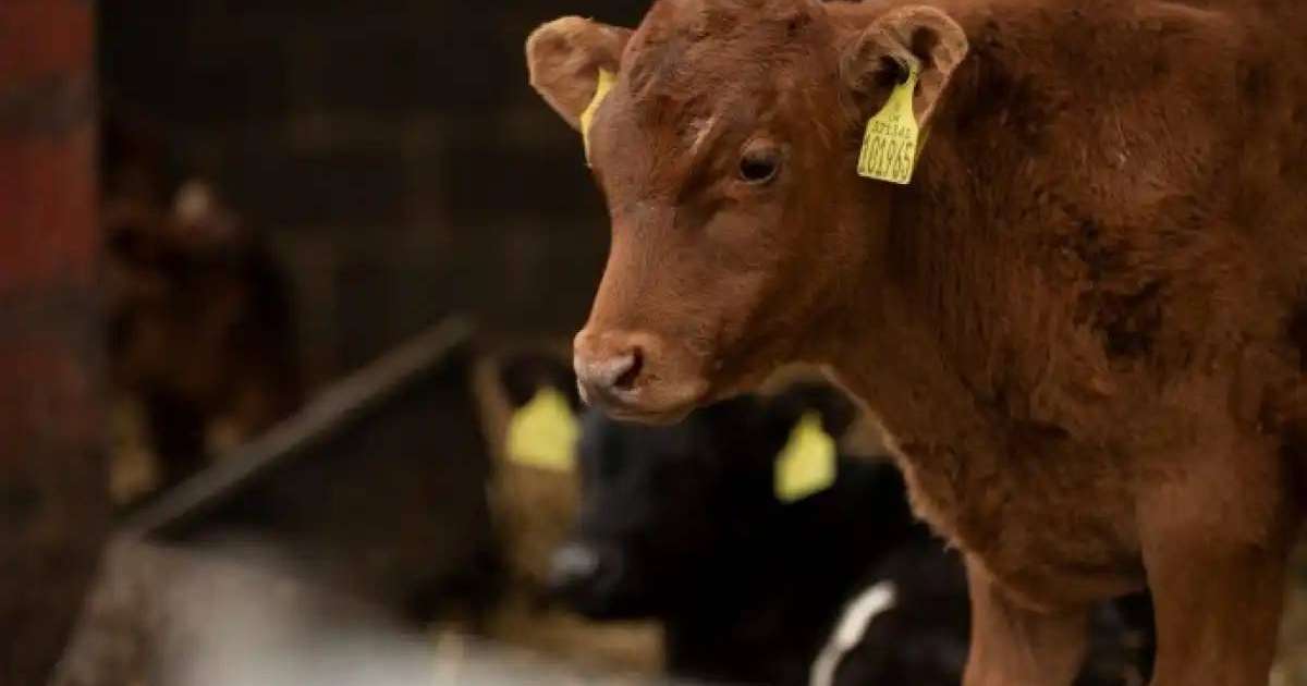 Жыл басынан бері 190-ға жуық мал ұрысы ұсталды