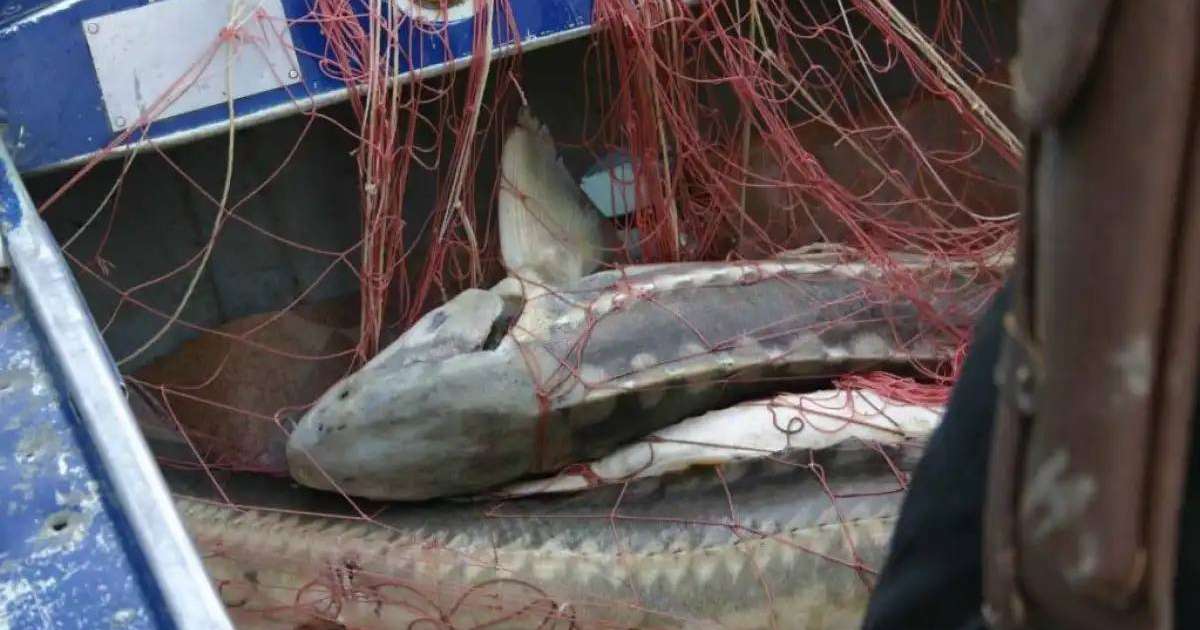 «Бекіре» акциясы барысында 600 келіден астам бекіре балығы тәркіленді