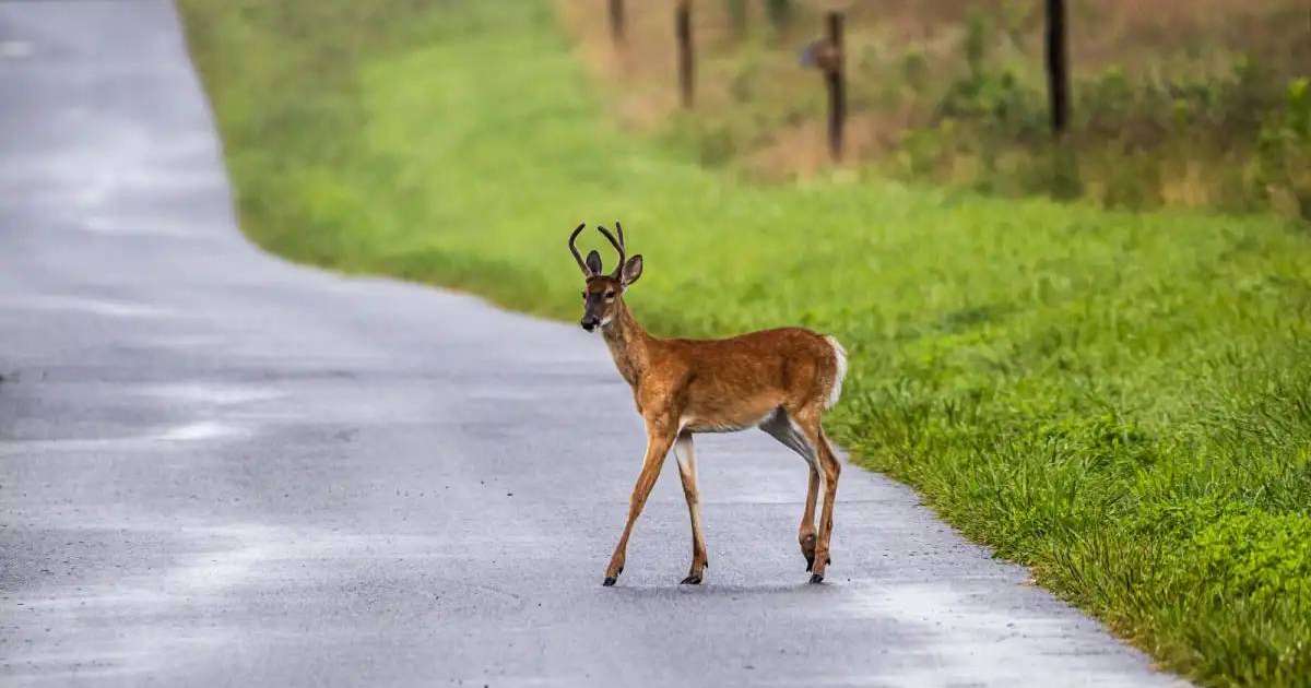 Жолда жабайы жануарлар кездескен жағдайда не істеу керек?