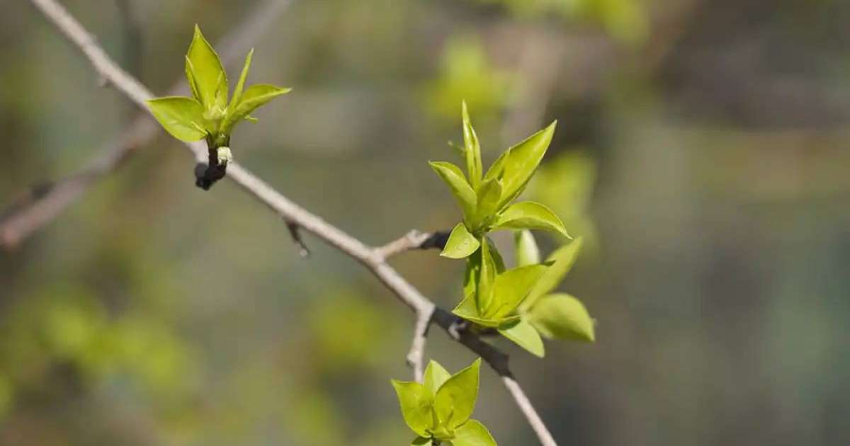 Еліміздің басым бөлігінде өрт қаупі болжанды