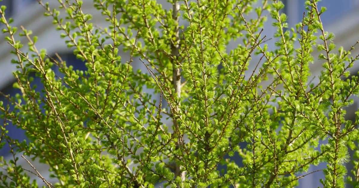 Мамыр айына арналған ауа райы болжамы жарияланды