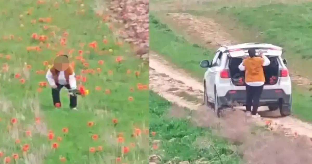 «12 тал қызғалдақ үшін»: Экология министрі гүл жұлған әйелге 12 млн теңге айыппұл салуға қатысты пікір білдірді