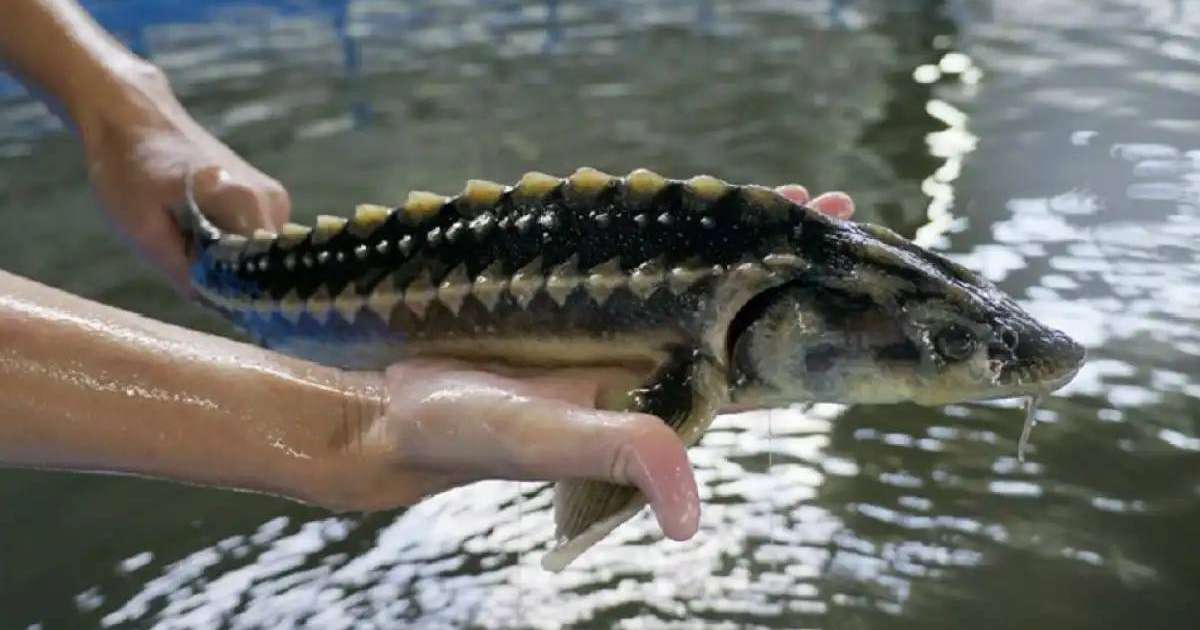 Елімізде балық шаруашылығын жем-шөппен қамтамасыз ету мәселесі қалай шешілуде