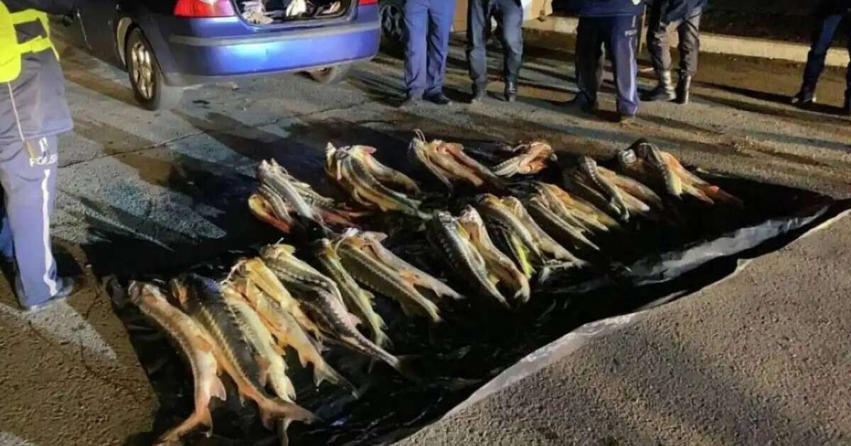 Маңғыстауда екі тоннаға жуық бекіре балығы тәркіленді