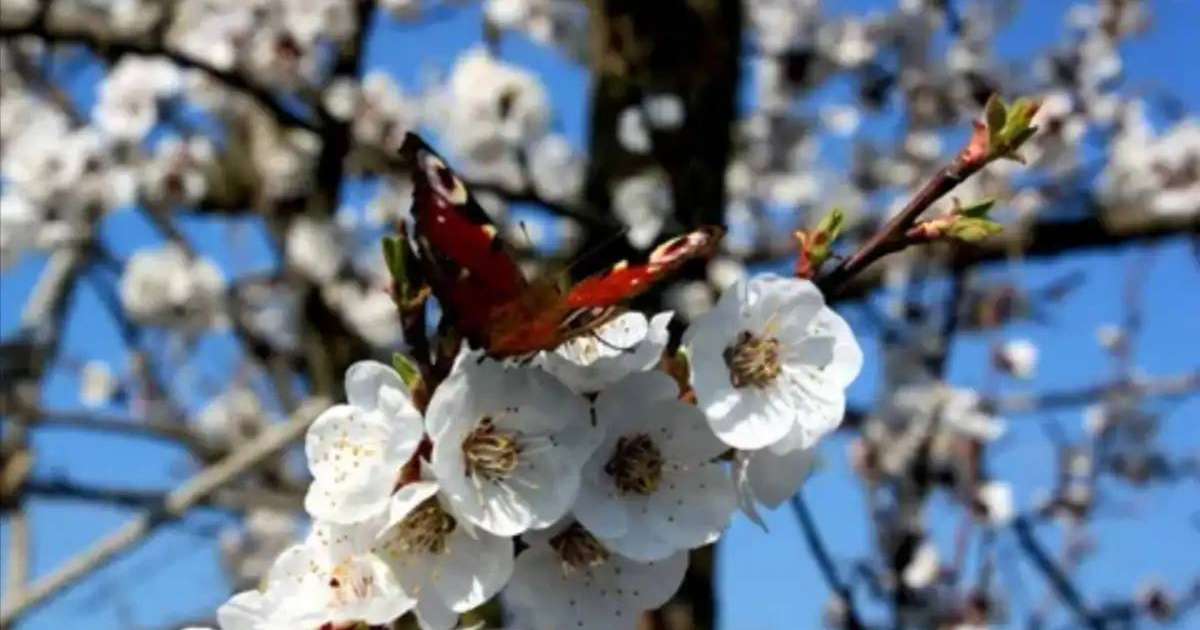 Наурыз мейрамында қазақстандықтар қанша күн демалады