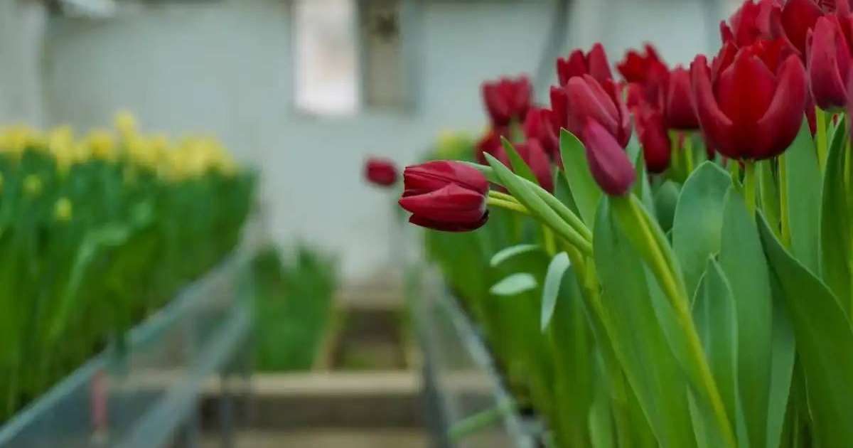 Ахмет Ясауи университетінің ботаникалық бағында қызғалдақтар гүлдеді