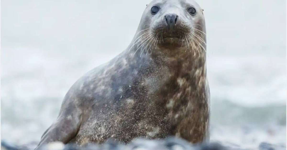 Ғылыми мақсаттар үшін сирек кездесетін су жануарлары сатып алынады