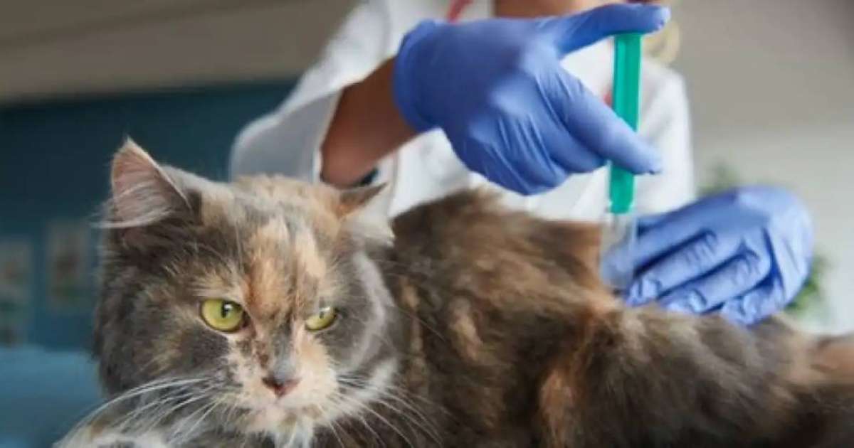 Астанада 9 мың қаңғыбас ит пен мысыққа микрочип салынды