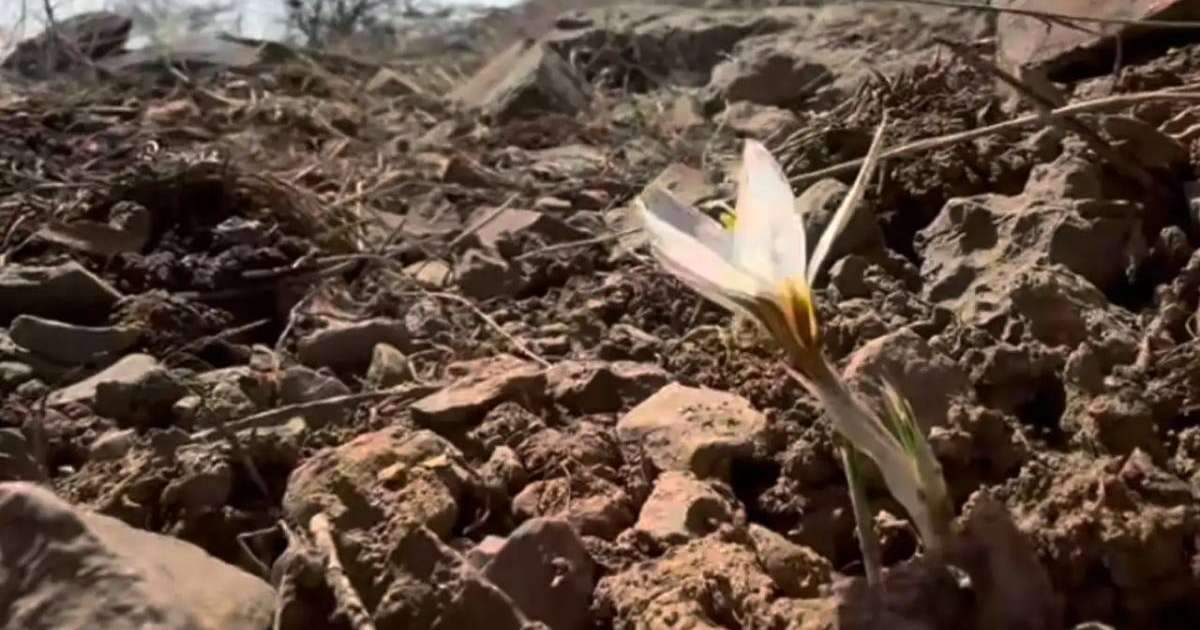 Елдің оңтүстігінде бәйшешек гүлдеді (видео)