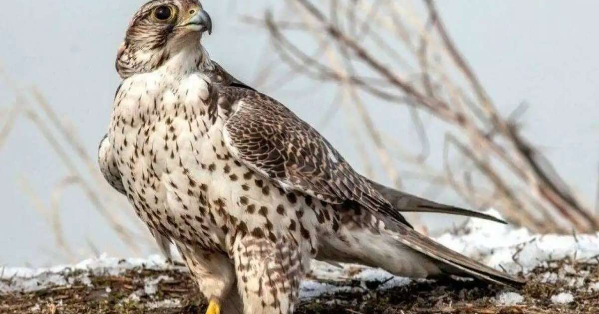 Ителгі құсын көбейту орталығын құру ұсынылды