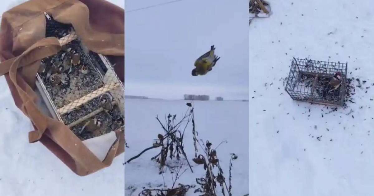 Қызыл кітапқа енген торғайды заңсыз аулаған елордалық ұсталды